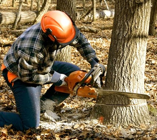 Tree Removal in Lejunior, KY